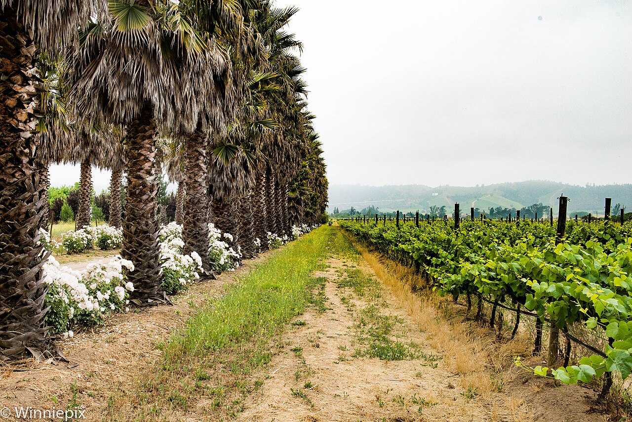 Viñas Casablanca y Leyda